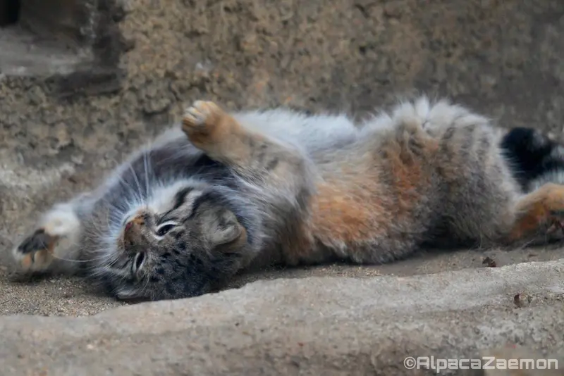 Фотография Аз в Царстве Животных Кобе