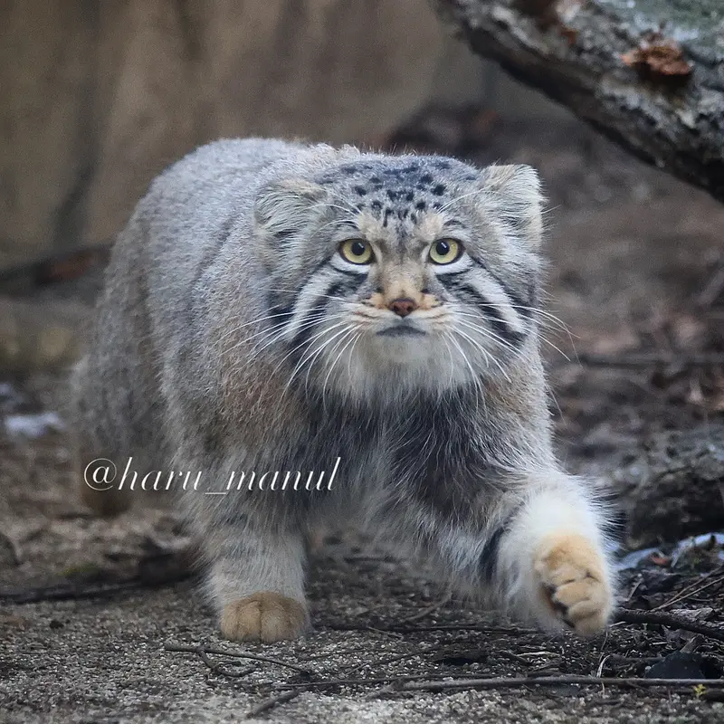 Фотография Нагому в Царстве Животных Насу