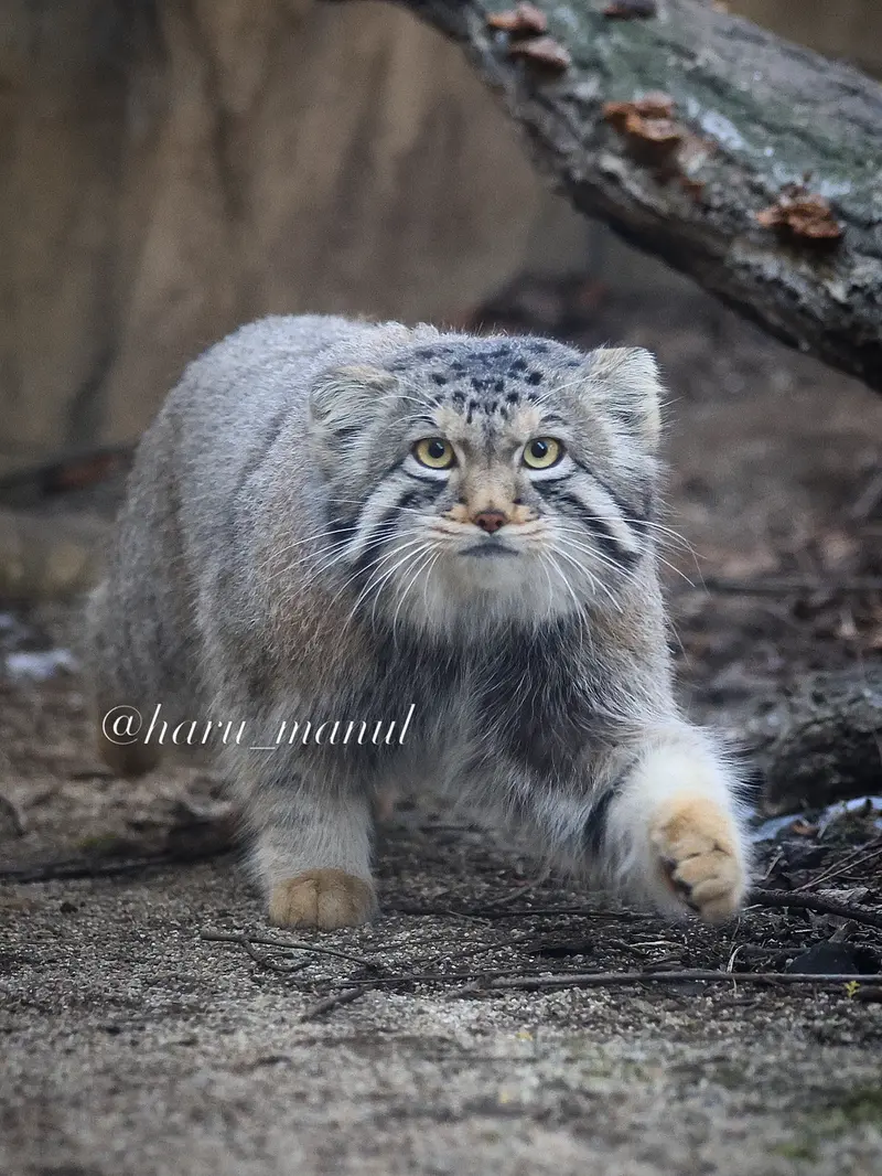 Фотография Нагому в Царстве Животных Насу