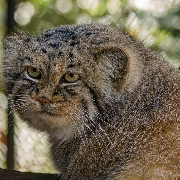 Фотография Ману в Зоопарке Брно