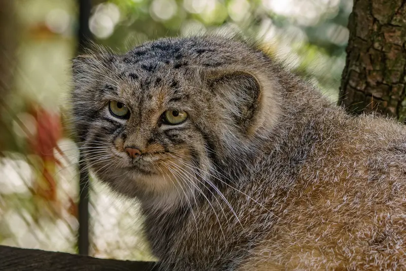Фотография Ману в Зоопарке Брно