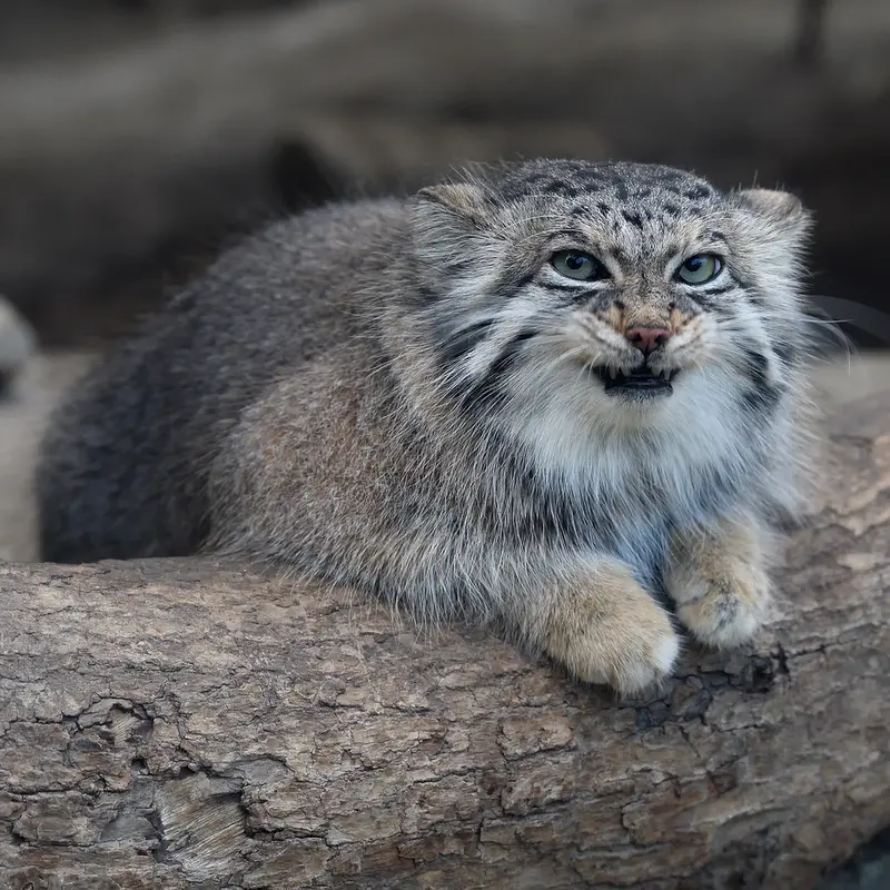 Фотография Аз в Царстве Животных Кобе