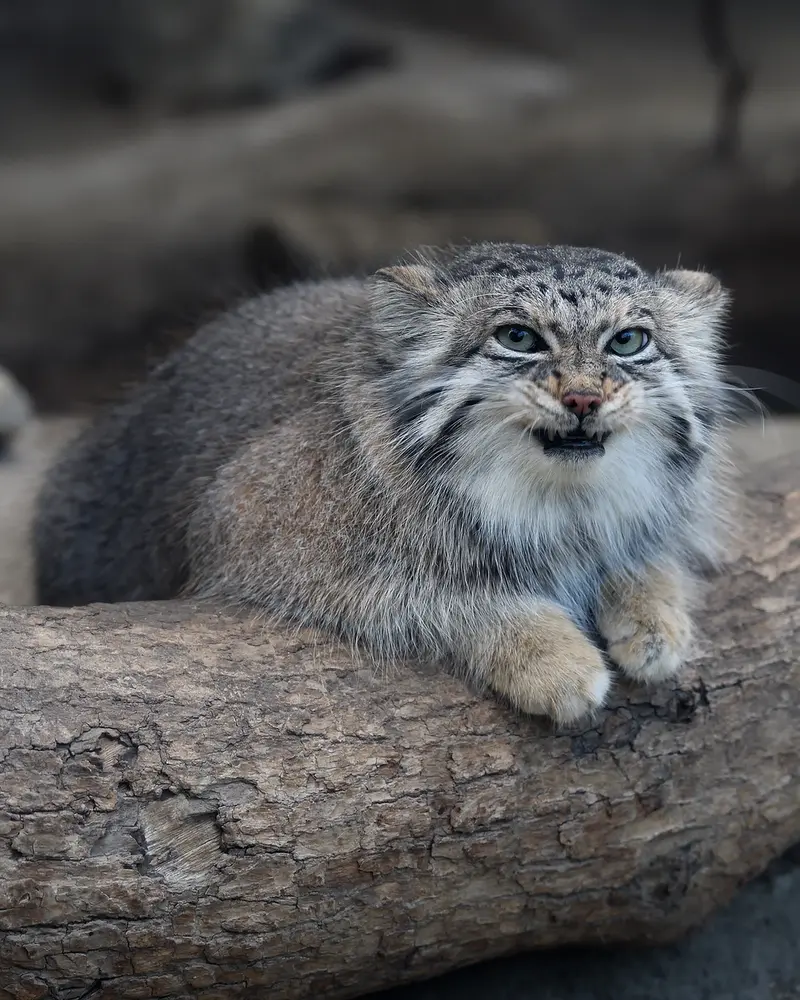 Фотография Аз в Царстве Животных Кобе