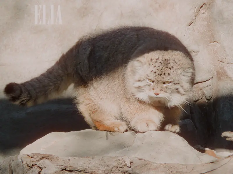 Фотография Олафа в Зоопарке Калгари / Институте Уайлдере