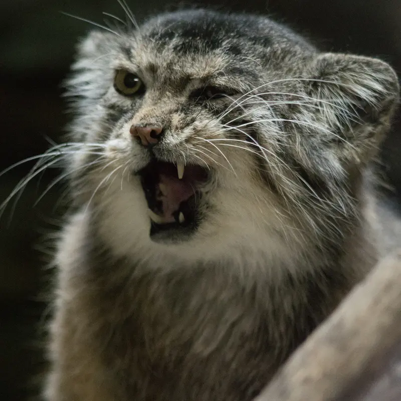 Фотография Примулы в Зоопарке Уено