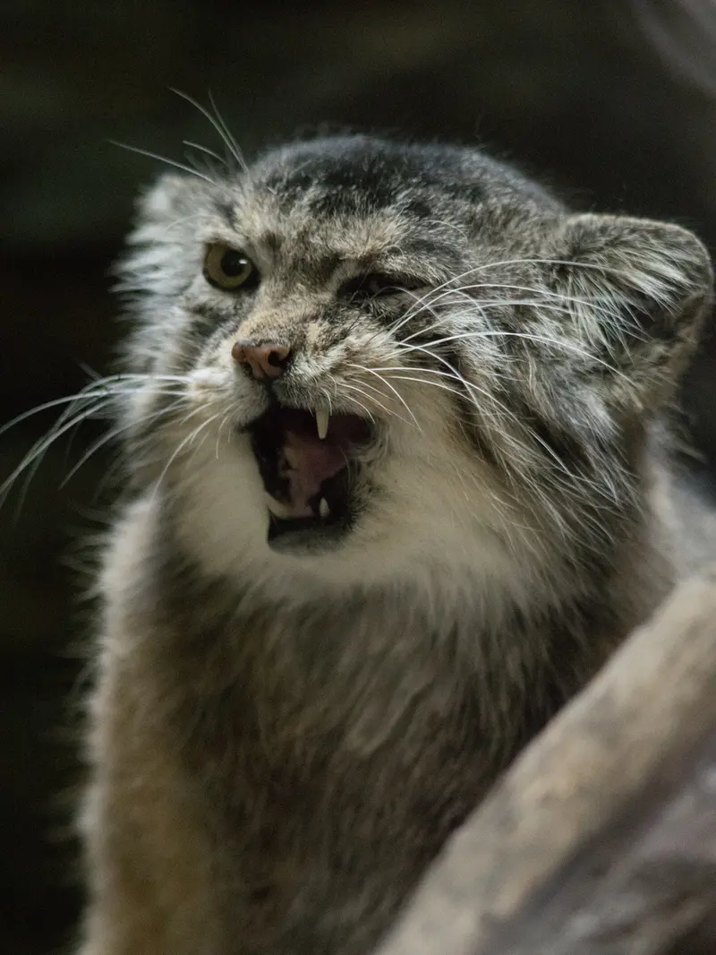 Фотография Примулы в Зоопарке Уено