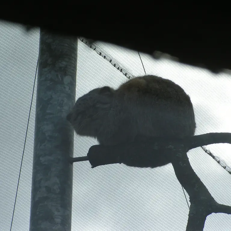 Фотография Бат-Эрдэнэ в Лэйклэнде Вайлдлайф Оазисе