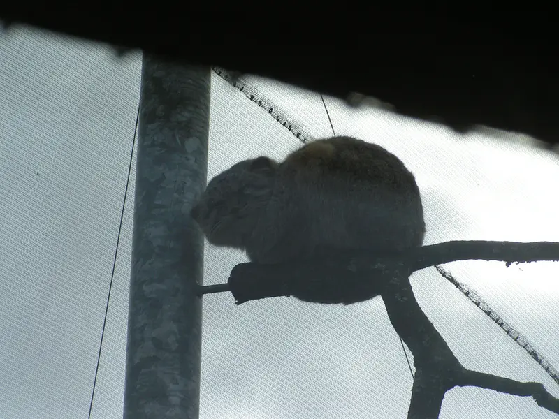 Фотография Бат-Эрдэнэ в Лэйклэнде Вайлдлайф Оазисе