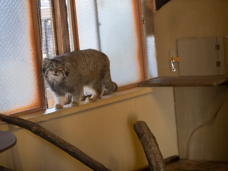 Фотография Ото в Детском зоопарке Сайтама