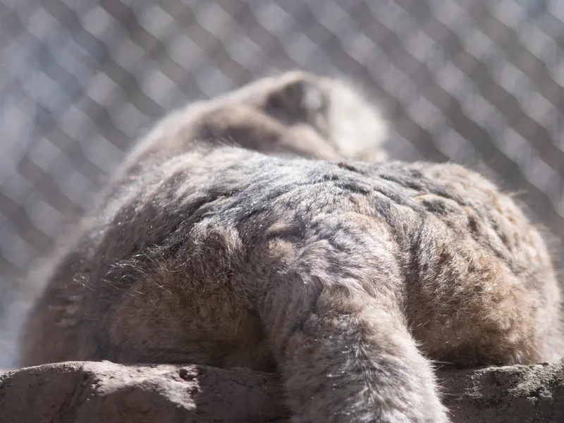 Фотография Лотоса в Детском зоопарке Сайтама