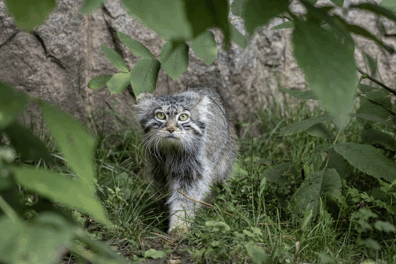 Фотография с манулом