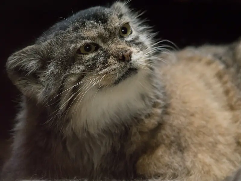 Фотография Примулы в Зоопарке Уено