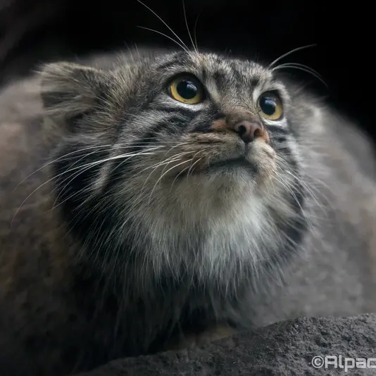 Фотография Мей в Царстве Животных Кобе