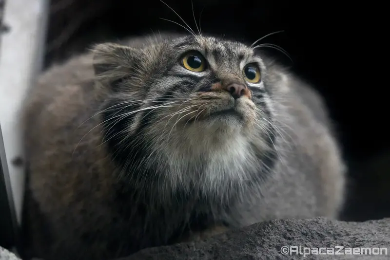 Фотография Мей в Царстве Животных Кобе