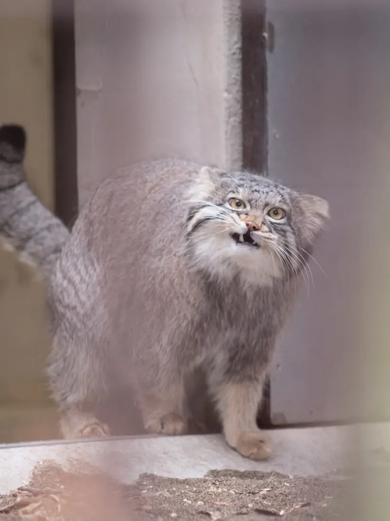 Фотография Фиги в Зоопарке Ногеяме