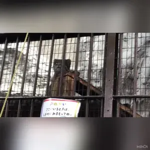 Фотография с манулом в Зоопарке Ногеяме
