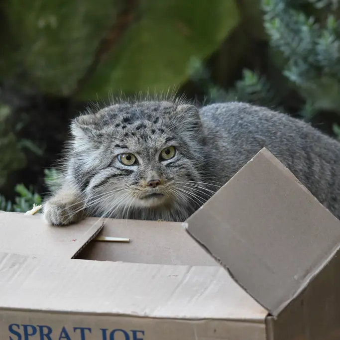 Фотография Беллы в Зоопарке Бэнхэм