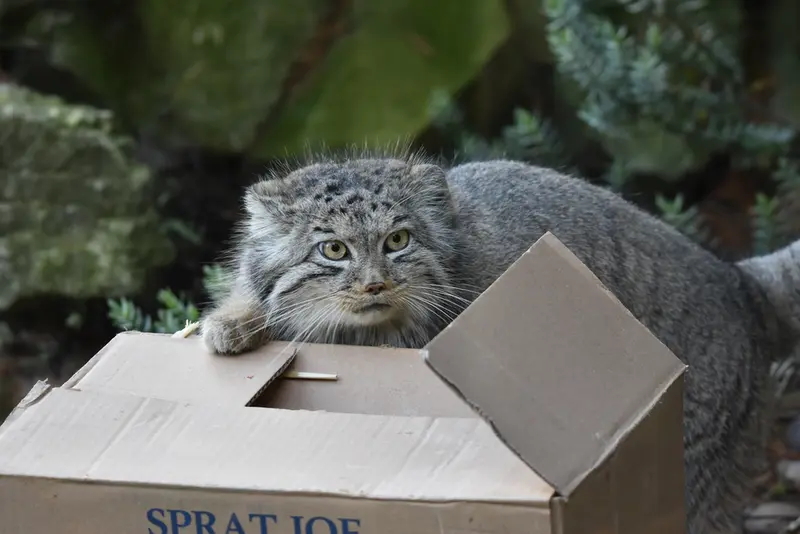 Фотография Беллы в Зоопарке Бэнхэм