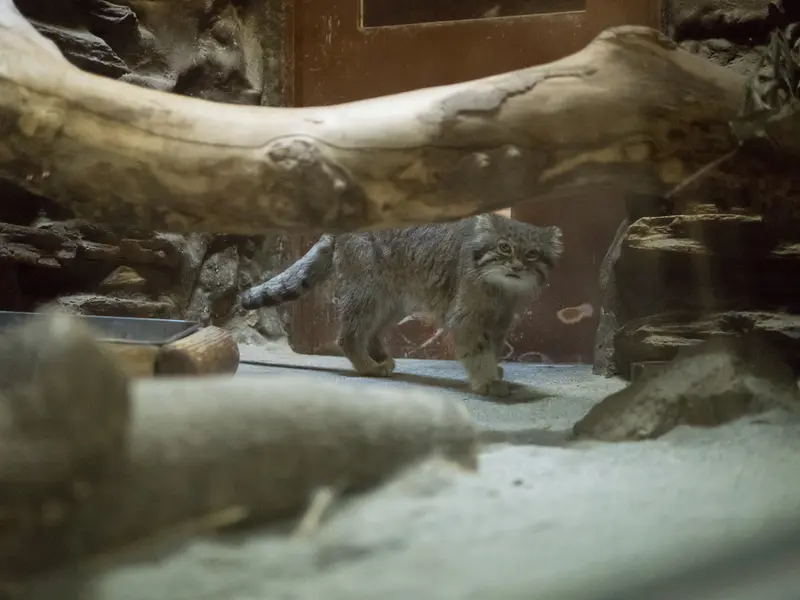 Фотография Клёна в Зоопарке Уено