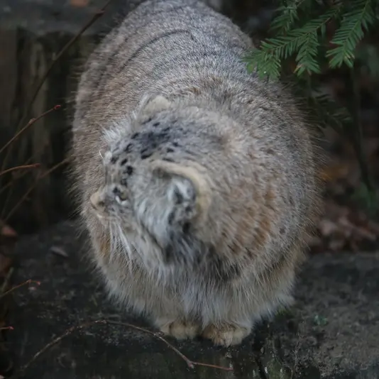 Фотография Мани в Познаньском Новом Зоопарке
