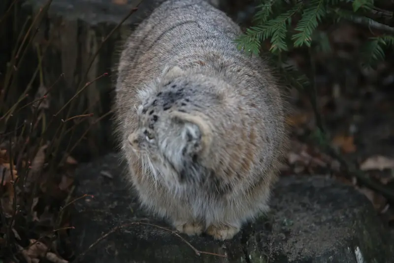 Фотография Мани в Познаньском Новом Зоопарке