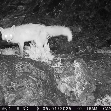 Фотография Рыжаи Лисица с фотоловушки Жунды 1