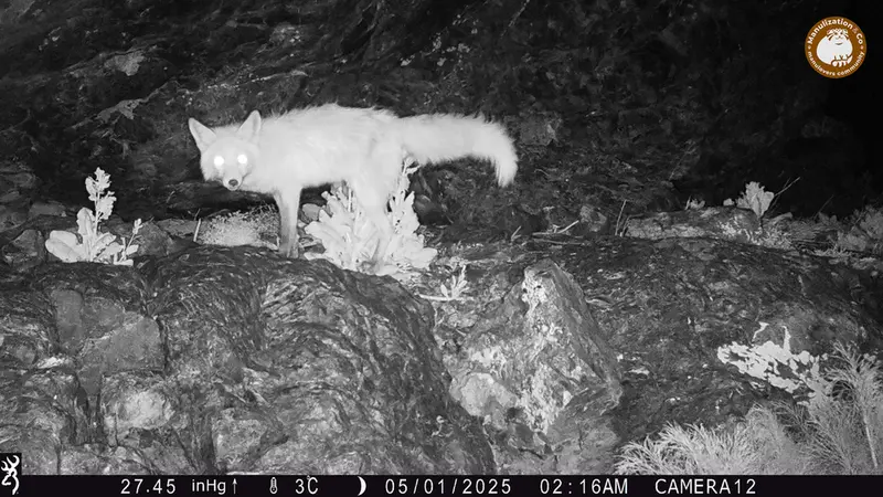 Фотография Рыжаи Лисица с фотоловушки Жунды 1