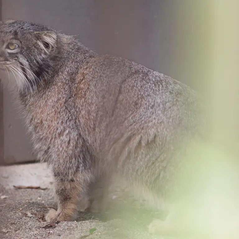 Фотография Фиги в Зоопарке Ногеяме