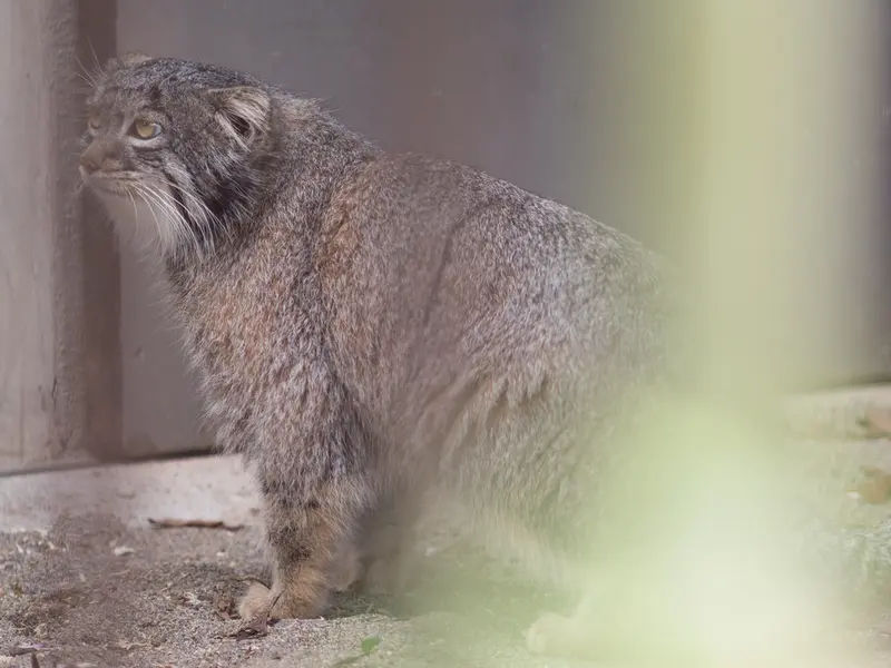 Фотография Фиги в Зоопарке Ногеяме