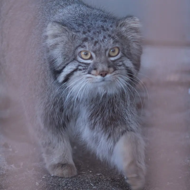 Фотография Фиги в Зоопарке Ногеяме