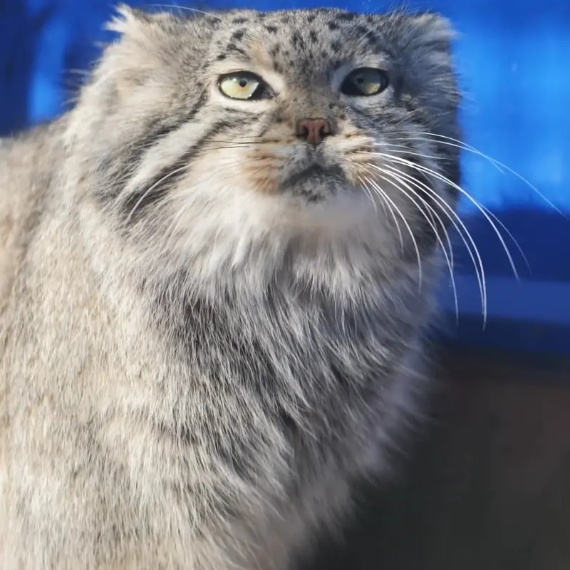 Фотография Суня Сымяо в Зоопарке дикой природы Цинхай-Тибетского нагорья