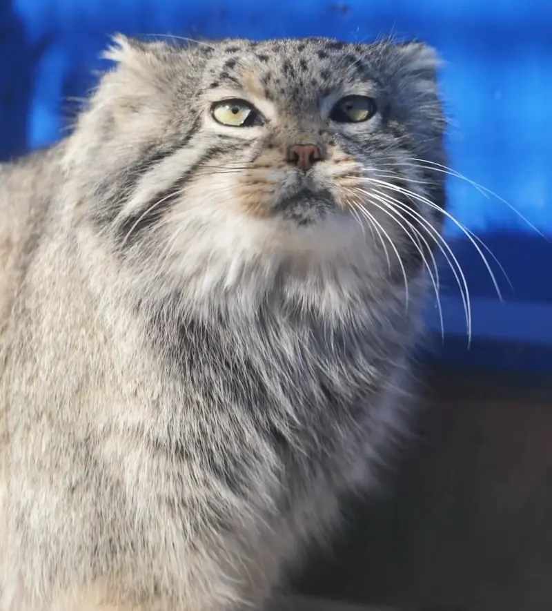 Фотография Суня Сымяо в Зоопарке дикой природы Цинхай-Тибетского нагорья