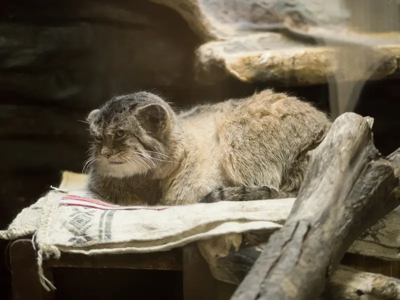 Фотография Примулы в Зоопарке Уено