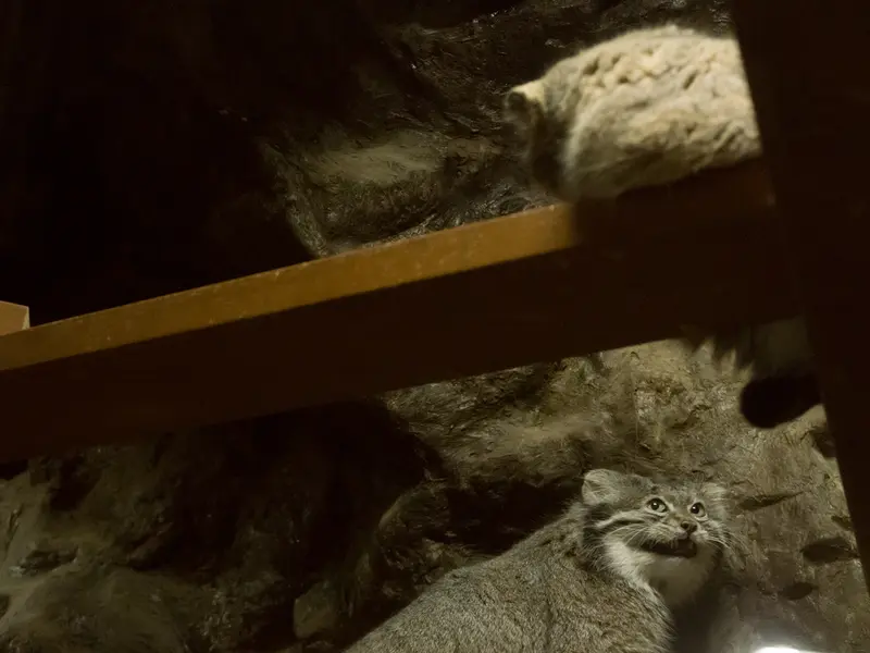 Фотография Примулы и Клёна в Зоопарке Уено