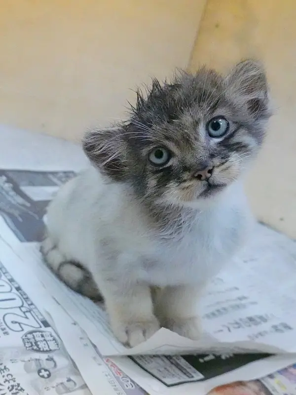 Фотография с манулом