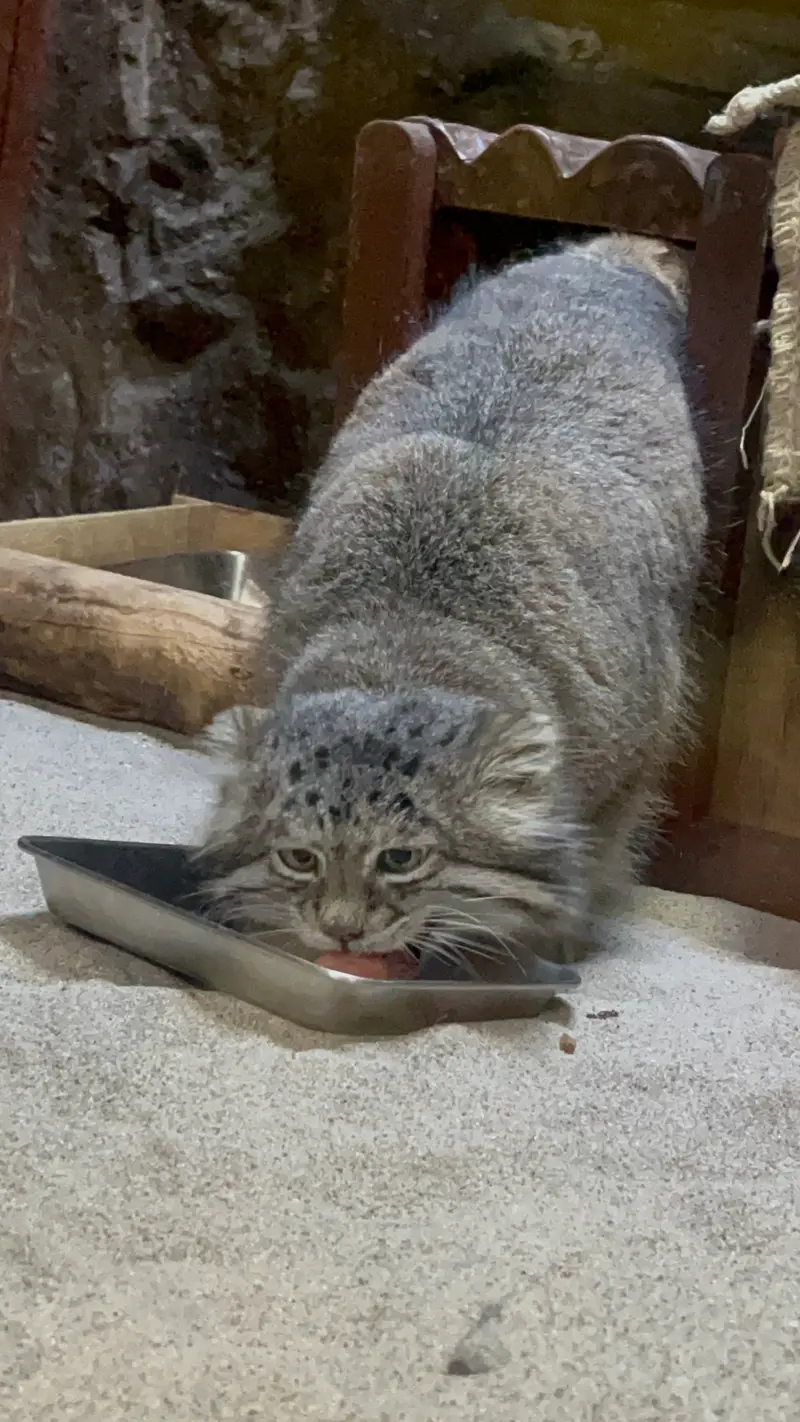 Фотография Клёна в Зоопарке Уено