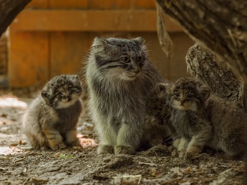 Минулы и маманул из Брно: новые чудесные кадры пушистой семьи! 😻