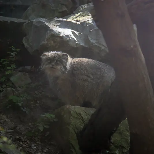 Фотография Паццо в Лодзинском Зоопарке