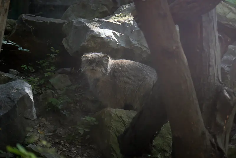 Фотография Паццо в Лодзинском Зоопарке