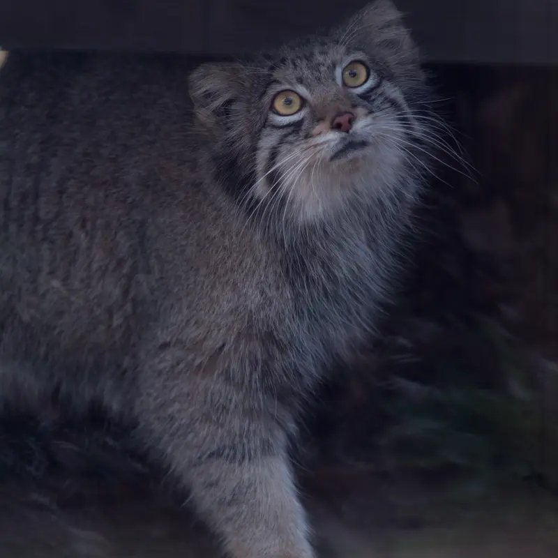 Фотография Ото в Детском зоопарке Сайтама