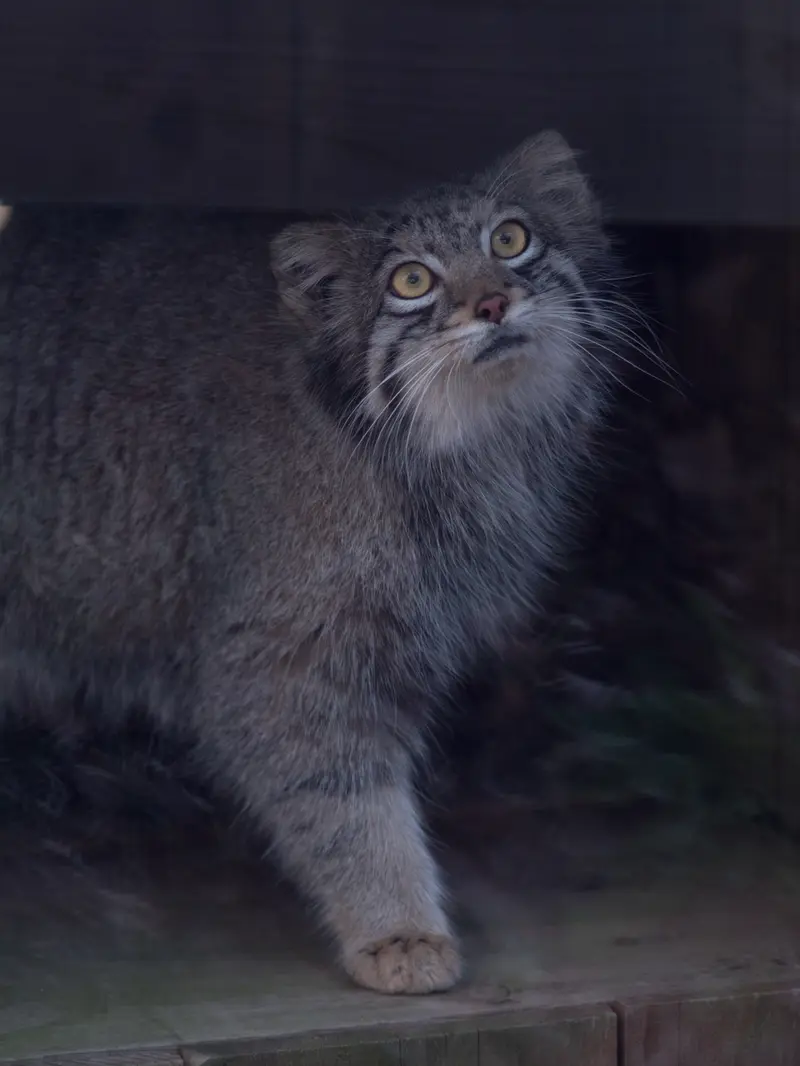 Фотография Ото в Детском зоопарке Сайтама