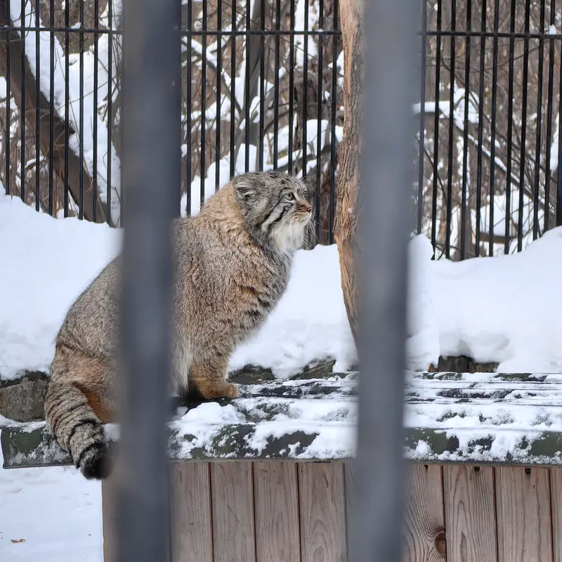 Фотография Евчонока 2023 Г.р. Ⅳ в Новосибирском Зоопарке