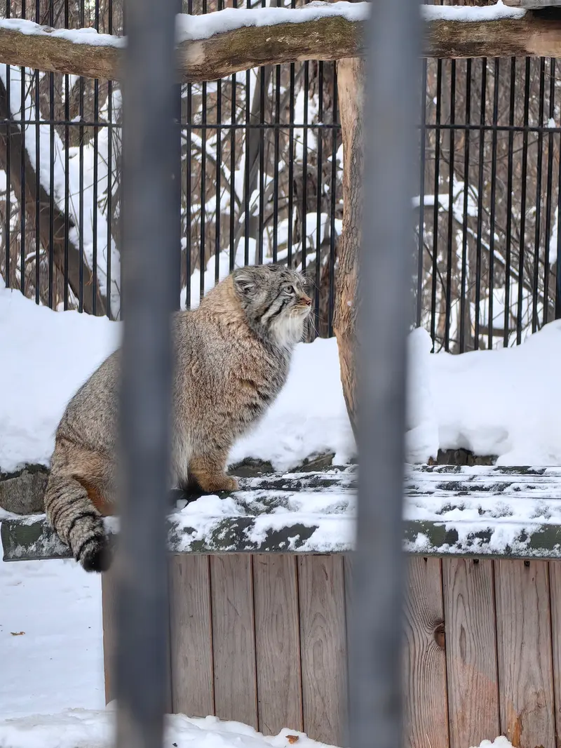 Фотография Евчонока 2023 Г.р. Ⅳ в Новосибирском Зоопарке