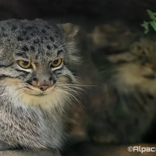 Фотография Ото и Мей в Царстве Животных Кобе
