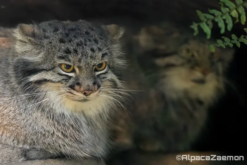 Фотография Ото и Мей в Царстве Животных Кобе