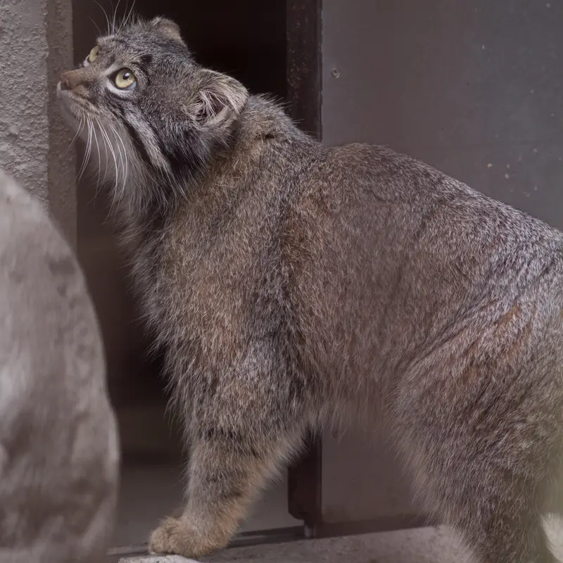 Фотография Фиги в Зоопарке Ногеяме