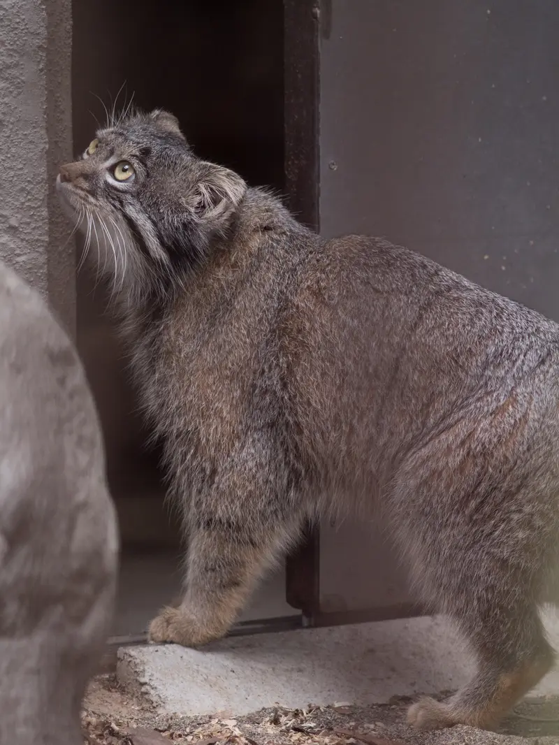 Фотография Фиги в Зоопарке Ногеяме