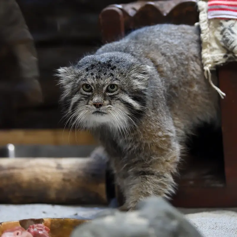 Фотография Клёна в Зоопарке Уено