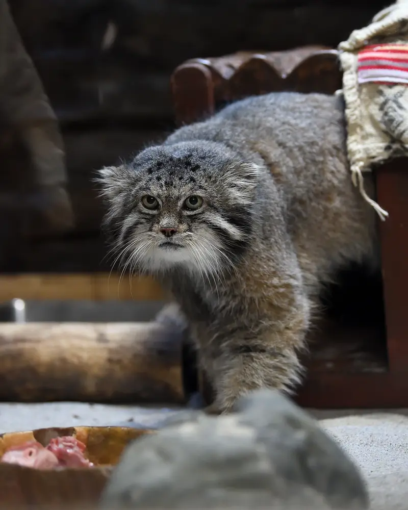 Фотография Клёна в Зоопарке Уено