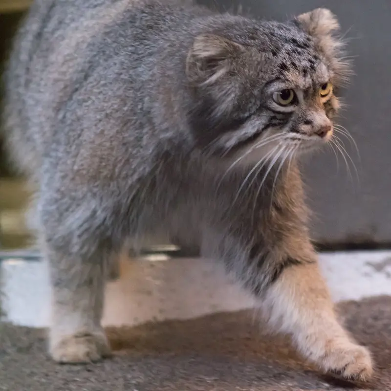 Фотография Фиги в Зоопарке Ногеяме